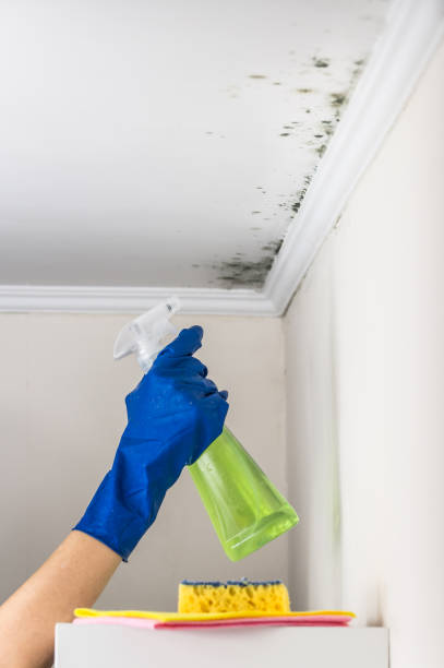 Mold Remediation for Rental Properties